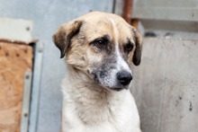 HAPPY, Hund, Mischlingshund in Duisburg - Bild 4