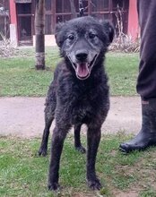 BILLY, Hund, Kroatischer Schäferhund in Kroatien - Bild 1