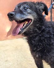 BILLY, Hund, Kroatischer Schäferhund in Kroatien - Bild 10