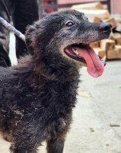 BILLY, Hund, Kroatischer Schäferhund in Kroatien - Bild 12