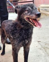 BILLY, Hund, Kroatischer Schäferhund in Kroatien - Bild 13