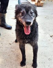 BILLY, Hund, Kroatischer Schäferhund in Kroatien - Bild 14