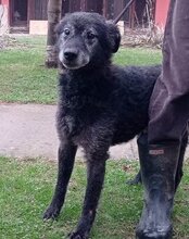 BILLY, Hund, Kroatischer Schäferhund in Kroatien - Bild 2