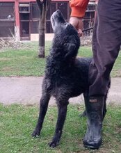 BILLY, Hund, Kroatischer Schäferhund in Kroatien - Bild 6