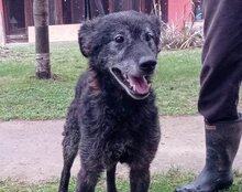 BILLY, Hund, Kroatischer Schäferhund in Kroatien - Bild 7