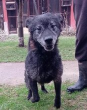 BILLY, Hund, Kroatischer Schäferhund in Kroatien - Bild 8