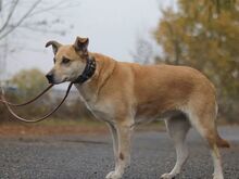 RITA, Hund, Mischlingshund in Ungarn - Bild 10