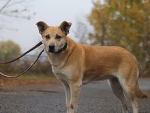 RITA, Hund, Mischlingshund in Ungarn - Bild 3