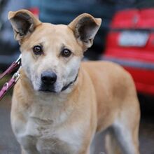 RITA, Hund, Mischlingshund in Ungarn - Bild 4