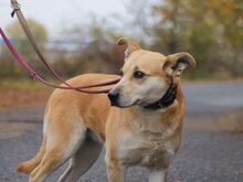 RITA, Hund, Mischlingshund in Ungarn - Bild 5