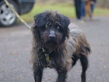 EGON, Hund, Puli-Mix in Ungarn - Bild 1