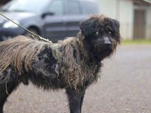 EGON, Hund, Puli-Mix in Ungarn - Bild 2