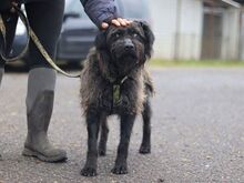 EGON, Hund, Puli-Mix in Ungarn - Bild 3