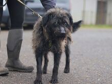 EGON, Hund, Puli-Mix in Ungarn - Bild 4