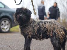 EGON, Hund, Puli-Mix in Ungarn - Bild 5