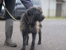 EGON, Hund, Puli-Mix in Ungarn - Bild 6