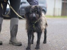 EGON, Hund, Puli-Mix in Ungarn - Bild 7