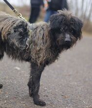 EGON, Hund, Puli-Mix in Ungarn - Bild 8