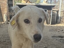 MEMPHIS, Hund, Mischlingshund in Rumänien - Bild 1