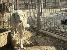 MEMPHIS, Hund, Mischlingshund in Rumänien - Bild 2