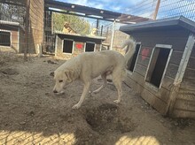 MEMPHIS, Hund, Mischlingshund in Rumänien - Bild 3