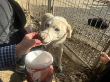 MEMPHIS, Hund, Mischlingshund in Rumänien - Bild 5