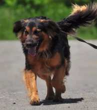 CHILLI, Hund, Mischlingshund in Slowakische Republik - Bild 10