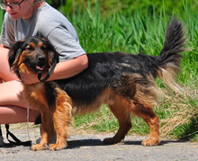 CHILLI, Hund, Mischlingshund in Slowakische Republik - Bild 12