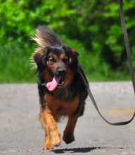 CHILLI, Hund, Mischlingshund in Slowakische Republik - Bild 13