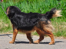 CHILLI, Hund, Mischlingshund in Slowakische Republik - Bild 3