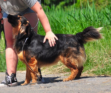 CHILLI, Hund, Mischlingshund in Slowakische Republik - Bild 4