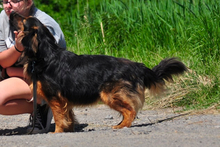 CHILLI, Hund, Mischlingshund in Slowakische Republik - Bild 5