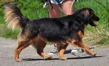 CHILLI, Hund, Mischlingshund in Slowakische Republik - Bild 9