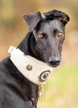 GRISELDA, Hund, Galgo Español in Deinste - Bild 1