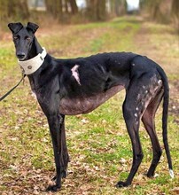 GRISELDA, Hund, Galgo Español in Deinste - Bild 2