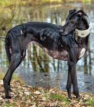 GRISELDA, Hund, Galgo Español in Deinste - Bild 3