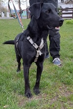 NERO, Hund, Labrador Retriever-Mix in Slowakische Republik - Bild 1