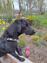 NERO, Hund, Labrador Retriever-Mix in Slowakische Republik - Bild 10