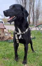 NERO, Hund, Labrador Retriever-Mix in Slowakische Republik - Bild 11