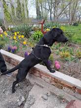 NERO, Hund, Labrador Retriever-Mix in Slowakische Republik - Bild 12