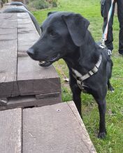 NERO, Hund, Labrador Retriever-Mix in Slowakische Republik - Bild 13