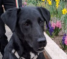 NERO, Hund, Labrador Retriever-Mix in Slowakische Republik - Bild 2