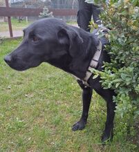 NERO, Hund, Labrador Retriever-Mix in Slowakische Republik - Bild 3