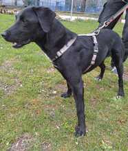 NERO, Hund, Labrador Retriever-Mix in Slowakische Republik - Bild 4