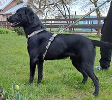 NERO, Hund, Labrador Retriever-Mix in Slowakische Republik - Bild 5