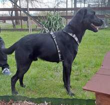 NERO, Hund, Labrador Retriever-Mix in Slowakische Republik - Bild 6