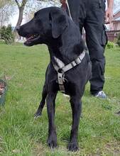 NERO, Hund, Labrador Retriever-Mix in Slowakische Republik - Bild 7