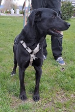 NERO, Hund, Labrador Retriever-Mix in Slowakische Republik - Bild 9