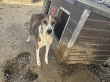 DROPS, Hund, Mischlingshund in Rumänien - Bild 6