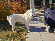 GIN, Hund, Mischlingshund in Griechenland - Bild 1